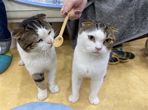 保護猫カフェ鶴橋店【2階】（元保護猫カフェマンチカン） On Twitter 【里親募集】 スコティッシュフォールド 男の子 コング