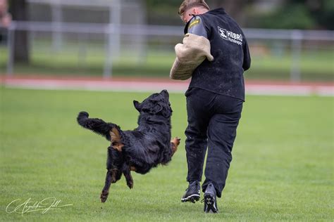 VDH DM IGP 2023 Rassezuchtverein für Hovawart Hunde e V