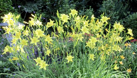 Itsy Bitsy Spider Daylily