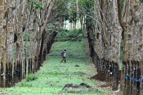 Produksi Karet Sumsel Melorot 60 Persen Akibat Penyakit Gugur Daun