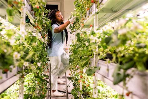 The Rise Of Vertical Farming In The Philippines A Review And Analysis