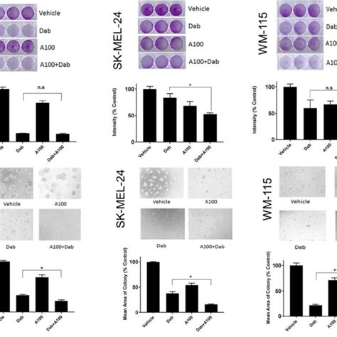 Characterization Of A In Melanoma Cells A Melanoma Cell Lines