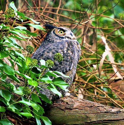 Female Great Horned Owl Photograph By Scott Eriksen Fine Art America