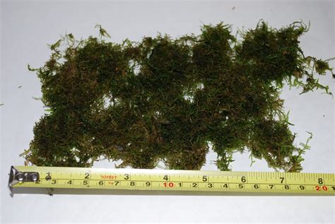 Java Moss Or Mesh Live Aquarium Carpet Plant Fry Hide Guppy Bogwood