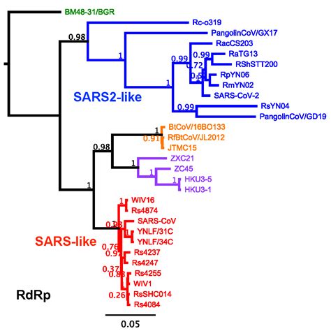 Phylogenetic And Recombination Analysis Of SARS CoV 2 Like Viruses