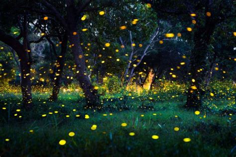 How Fireflies Glow — And What Their Signals Mean | Discover Magazine