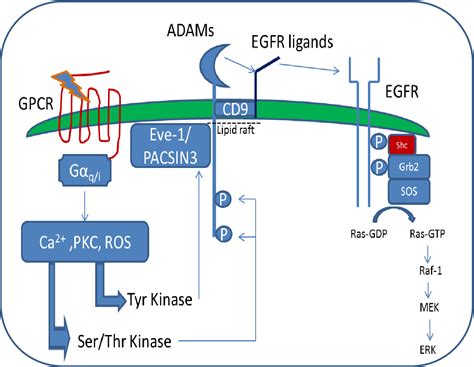 Figure 1 13 From The Role Of Ligand Processing In Neuromedin U Receptor