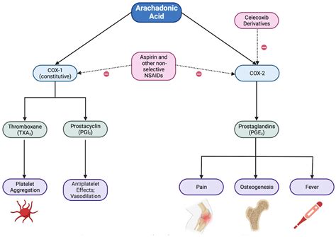 Jcm Free Full Text The Effect Of Celecoxib On The Progression Of