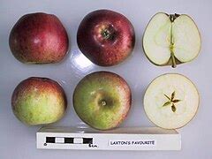 laxtons favourite wikipedia la enciclopedia libre