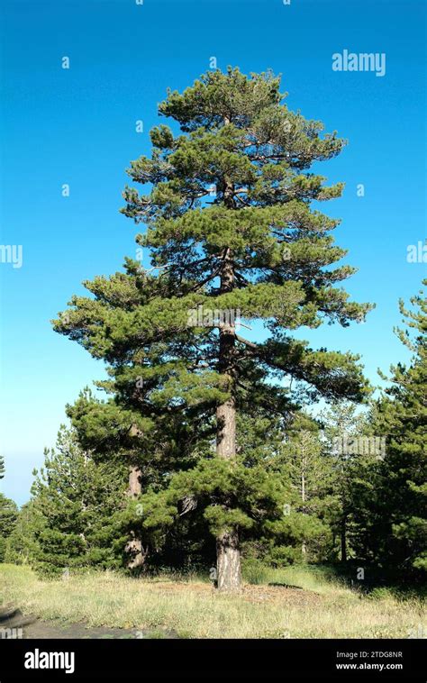 Calabrian Pine Pinus Nigra Calabrica Is A Coniferous Tree Native To