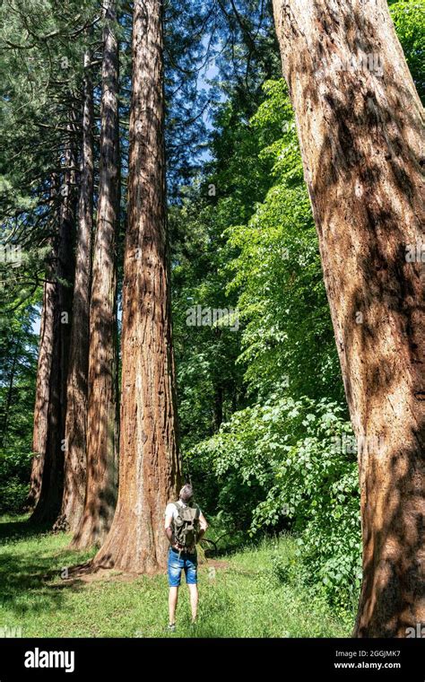 Europe Germany Baden Wuerttemberg Swabian Franconian Forest