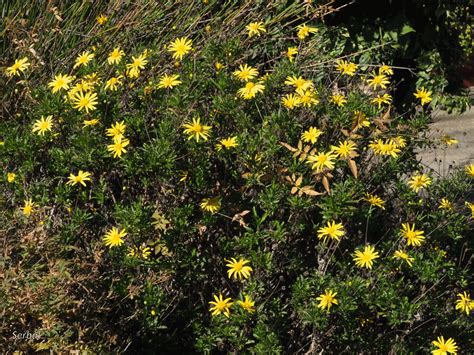 Euryops Chrysanthemoides Margarita Amarilla Naturaleza Para Todos