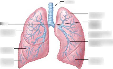 Figure 363a Structures Of The Lower Respiratory Tract Diagram Quizlet