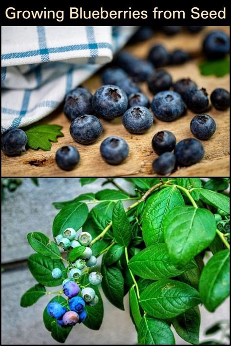 Growing Blueberries From Seed The Garden Growing Blueberries