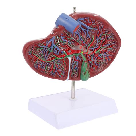 Liver Anatomical Model With Base Human Body Models Laboratory