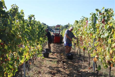 Crouseilles les vendanges battent leur plein La République des