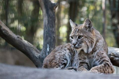 Glacier Park Wildlife Guide: Iconic Species & Animals | The Ultimate ...