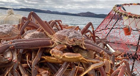 Pricing Formula Chosen For Newfoundland Snow Crab Fishery