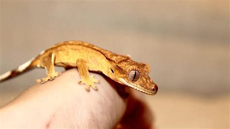 Baby and Juvenile Crested Gecko Care –Complete Guide