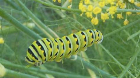 The Spongy Moth: Caterpillar Identification Guide (With Photos) - Owlcation