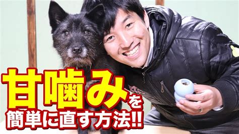 子犬の甘噛みは を使えば簡単に直せます！ワンちゃんの甘噛みの原因もお教えします。 Youtube