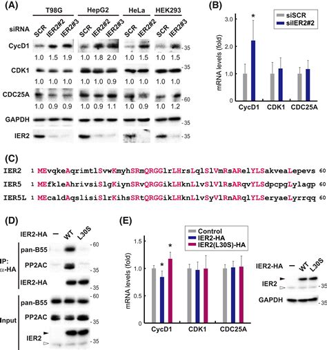 Pp2a‐b55 And Its Adapter Proteins Ier2 And Ier5 Regulate The Activity