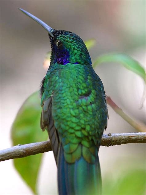 Free Images Branch Bird Wing Green Beak Hummingbird Fauna