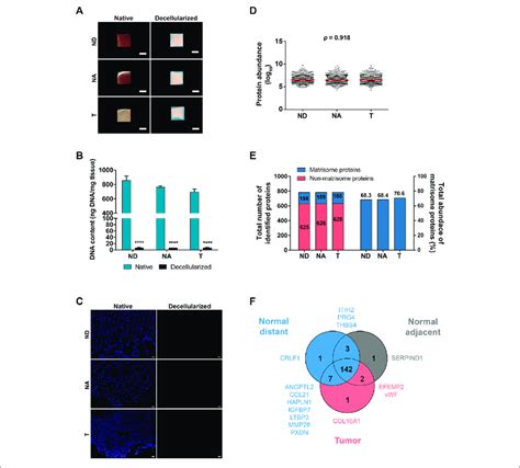 Characterization And Proteomic Analysis Of Decellularized Gastric