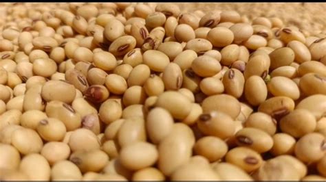 Soybean Price सोयाबीन के दाम में गिरावट किसानों में निराशाकैसे बढ़ेगी आय Soybean Price