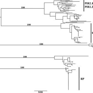 Dendrogram Obtained With The Neighbour Joining Algorithm Based On