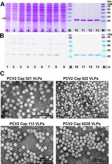 Analysis Of Recombinant PCV2 Cap Protein Derived VLPs Produced In