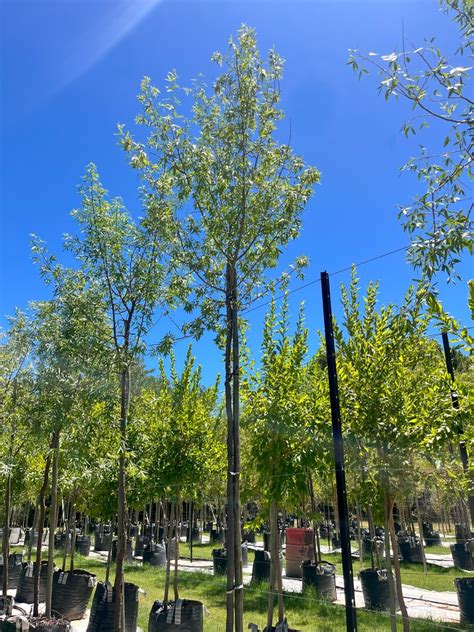 White Karee Tree Witkareeboom Mooiwater Indigenous Tree Nursery