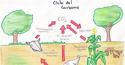 Ciclo Del Carbono ¿qué Es Características Fases Importancia