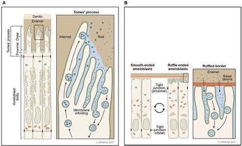 Vesicular Trafficking Pathways During Endocytosis Schematic Diagram