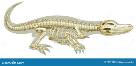 Crocodile Skeletal System Stock Illustration Illustration Of Reptile