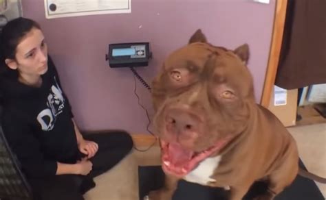 Conheça The Hulk Pit Bull Gigante Que Pesa 80 Quilos Veja SÃo Paulo