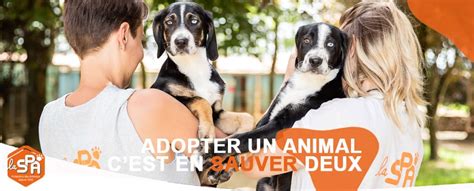 Refuge SPA de Chamarande – 91 – Essonne – Adoption