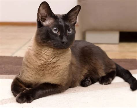 Siamese cat with blue eyes — Stock Photo © VladAli #5248101