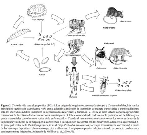 RICKETTSIA SPP ENFERMEDADES TRANSMITIDAS POR GARRAPATAS