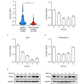 Tumor necrosis factor α induced protein 8 like 2 expression level