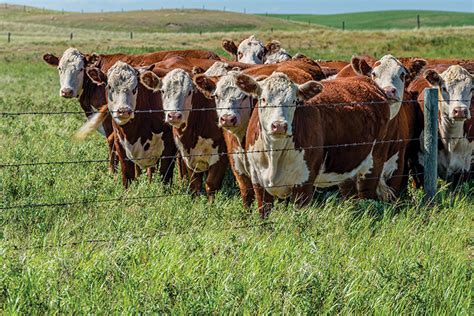 Preventing Negative Side Effects Of Cattle Vaccinations