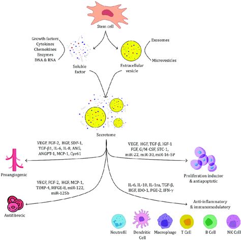 Illustration of the origin of secretome and its therapeutic activity ...