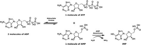 Adenylate kinase and AMP deaminase reaction. Adenylate kinase catalyses ...