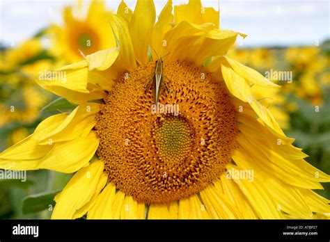 SUNFLOWER, Field of sunflowers, Helianthus Annuus Stock Photo - Alamy