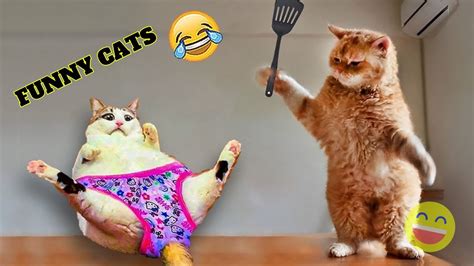 Funniest Cats 😹 Dont Try To Hold Back Laughter 😂 Funny Cats 2023 4