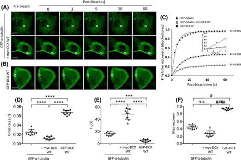 Quantitative Frap Analysis Reveals A Dynamic Association Of