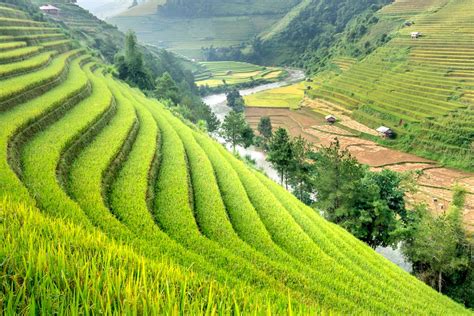 Rice Plantation Placed On Hills In Daylight · Free Stock Photo