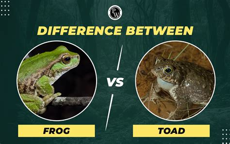 Difference Between Frog And Toad Morphology Characteristics