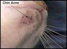 Feline Acne | Acne Vulgaris