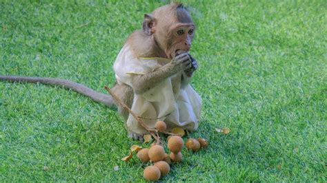 Baby Monkey Jojo Playing And Eating Delicious Fruit On His Play Ground